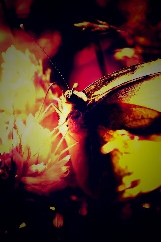 Бабочка на цветке обои