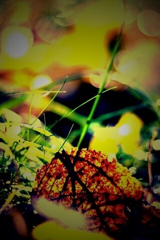 Опавший лист в траве обои