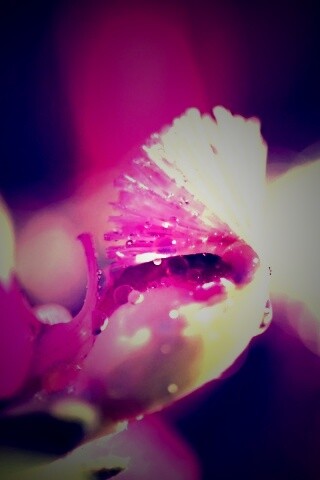Капли на лиловом цветке обои