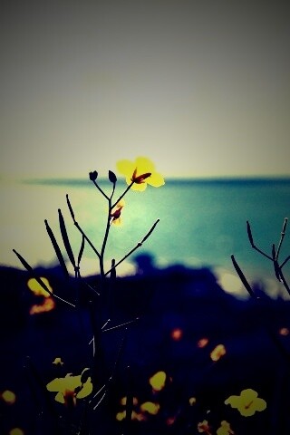 Мелкие жёлтые цветы обои