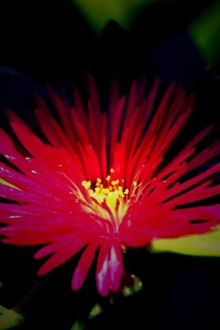 Чудесный цветок обои