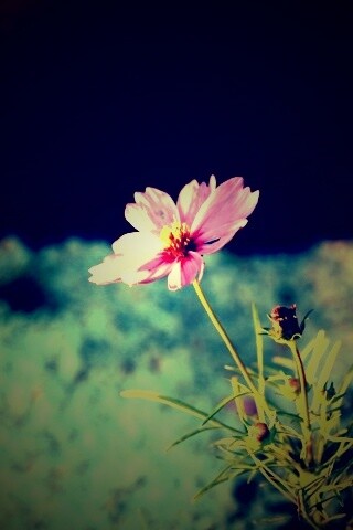 Полевой цветок обои