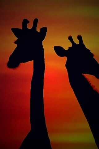 Три силуэта жирафов на фоне неба обои