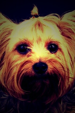 Йоркширский терьер обои
