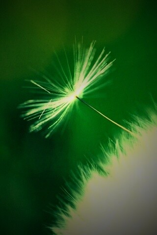 Пушинка одуванчика обои