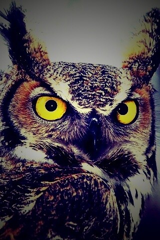 Орлиная сова обои