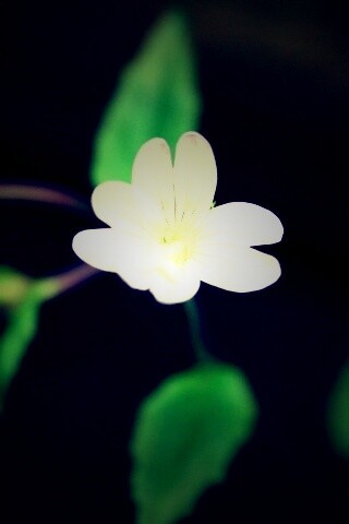 Маленький цветок в макро обои