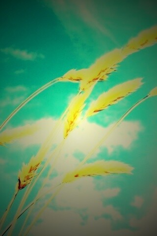 Колосья обои