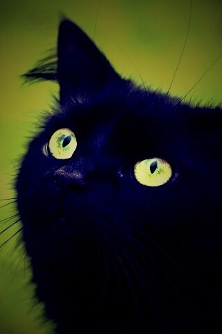 Чёрный котик с зелёными глазками обои