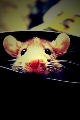 Мышонок выглядывает из ботинка обои