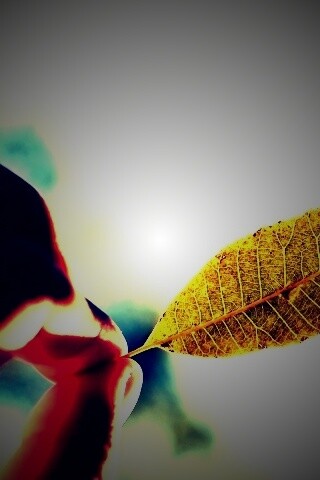 Листик в пальцах обои