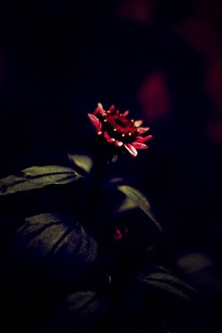 Фотография цветка обои