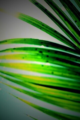 Солнце просвечивает сквозь пальмовый лист обои