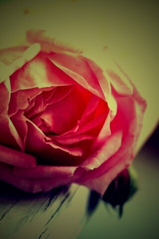 Бутон нежной розы обои