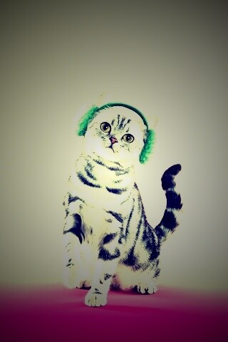 Кот в зеленых наушниках обои