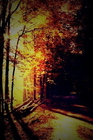 Дорога вдоль просеки в осеннем лесу обои