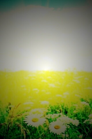 Поле ромашек обои