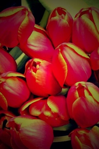 Букет красных тюльпанов обои