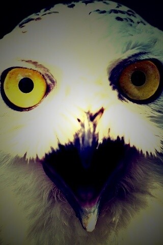 Сова в шоке! обои