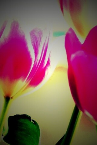 Тюльпаны обои