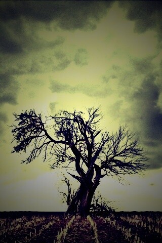 Мертвое дерево обои