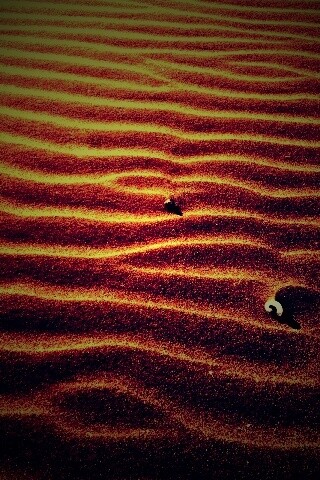 Песок и раковины обои