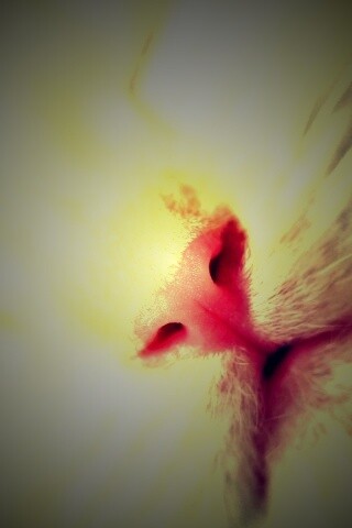 Кошачья мордочка обои