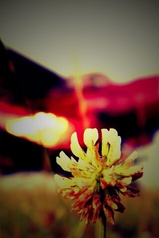 Цветок и красный самолет обои