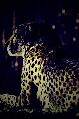 Гепард обои