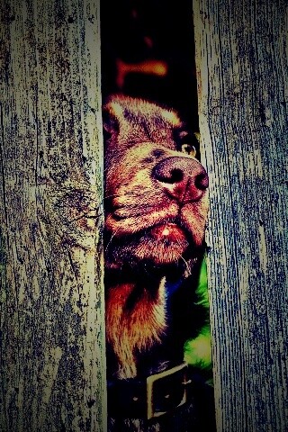 Собака выглядывает из-за забора обои