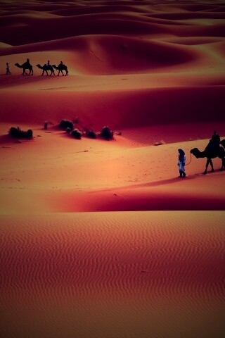 Караваны пустыни обои