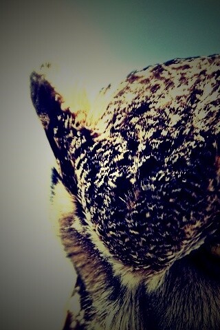 Злая сова обои