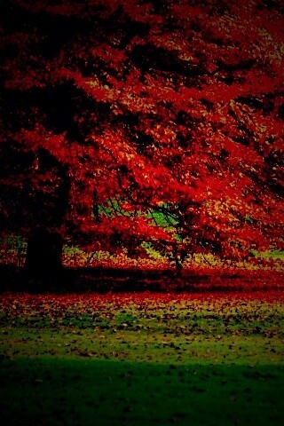 Пожелтевшее дерево с облетающей листвой обои