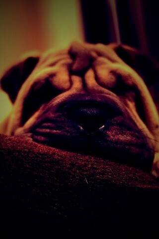 Щенок шарпея спит обои