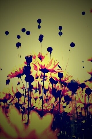 Полевые цветы летом обои