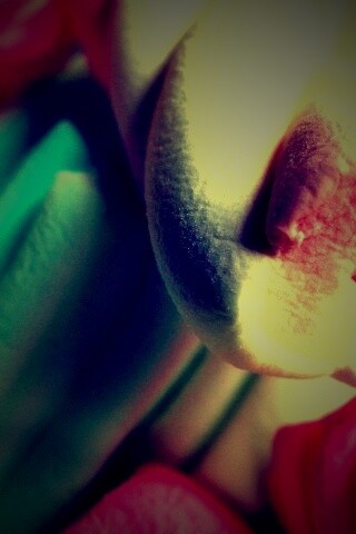 Кручёный зефир обои