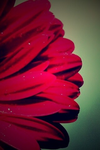 Красная гербера обои