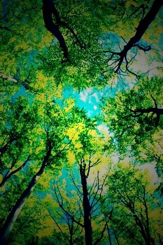 Кроны деревьев обои