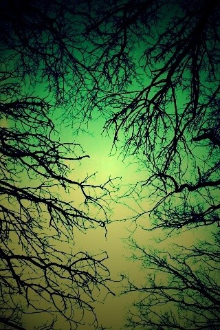 Голые кроны деревьев на фоне неба обои