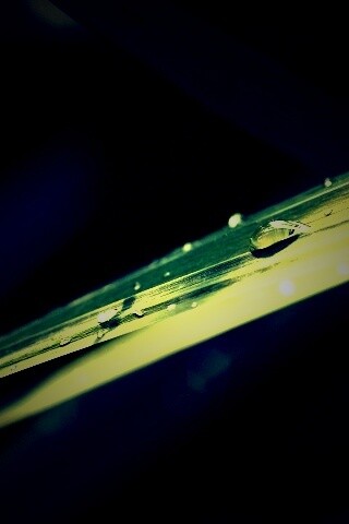 Капли росы на листе обои