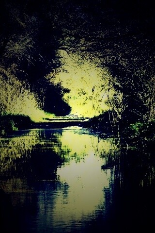 Лесная заросшая река обои