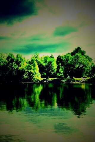 Деревья на берегу озера обои