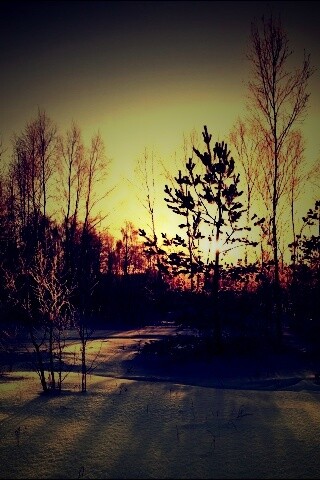 Зимний лес обои