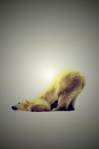 Полярный мишка в смешной позе обои
