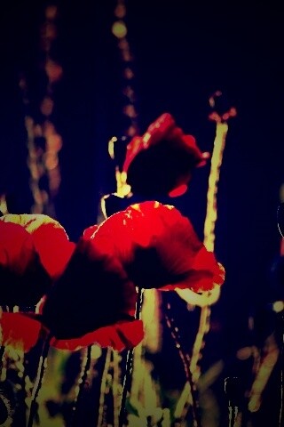 Макро фото мака обои