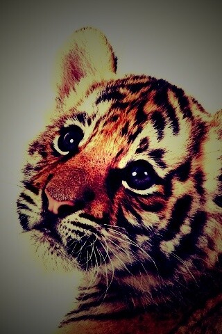 Тигрёнок с грустным взглядом обои