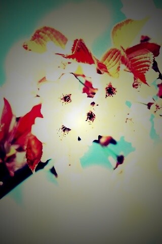 Белые цветы вишни обои