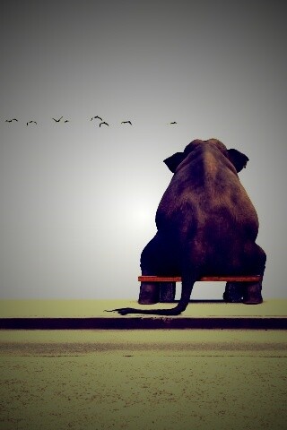 Слон на табуретке обои