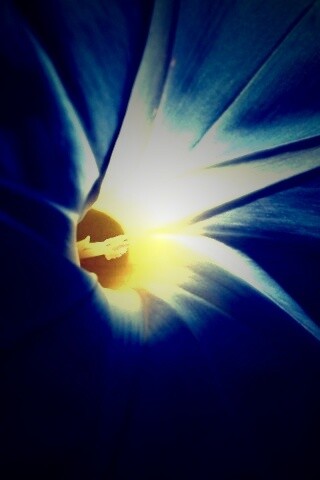 Нежный голубой цветок обои