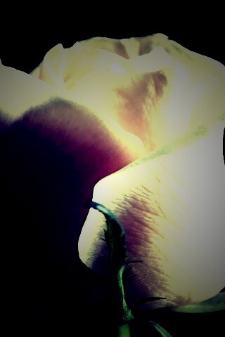 Бутон белой розы обои